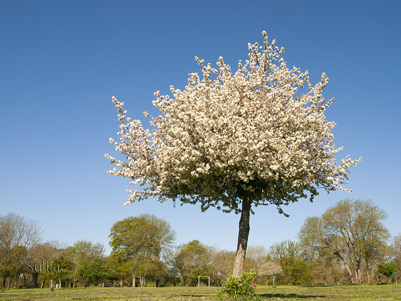 Petite fleur cherche une place dans un arbre ---- +1 retouche Arbre_Fleur_2