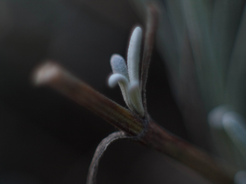 Test Bague inversion Bague_36