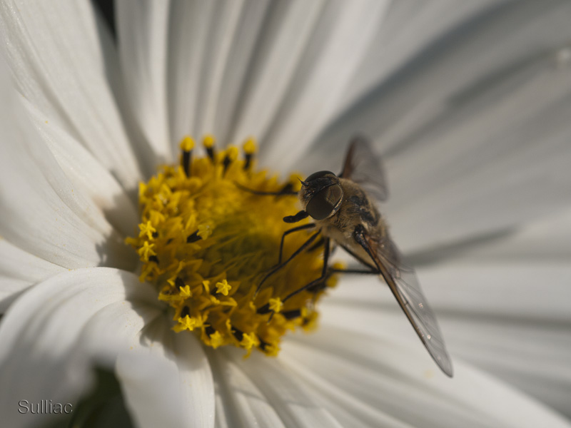Petit syrphe ou mouche Insecte_10
