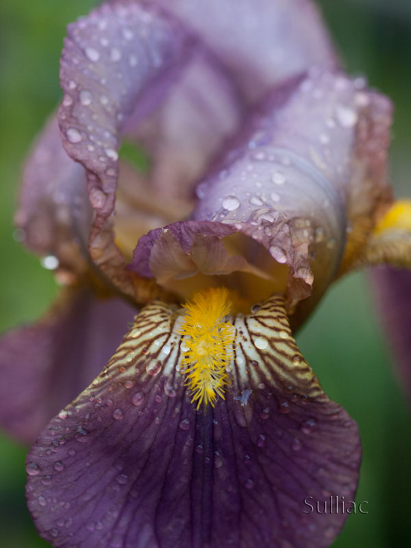 Iris après la pluie __ +1 ajout le 28/05 Iris_Eau_02