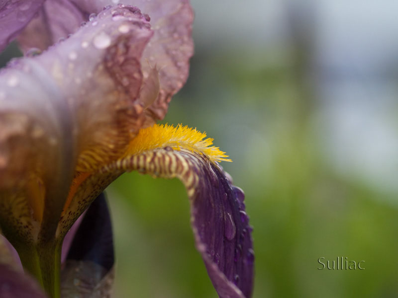Iris après la pluie __ +1 ajout le 28/05 Iris_Eau_03