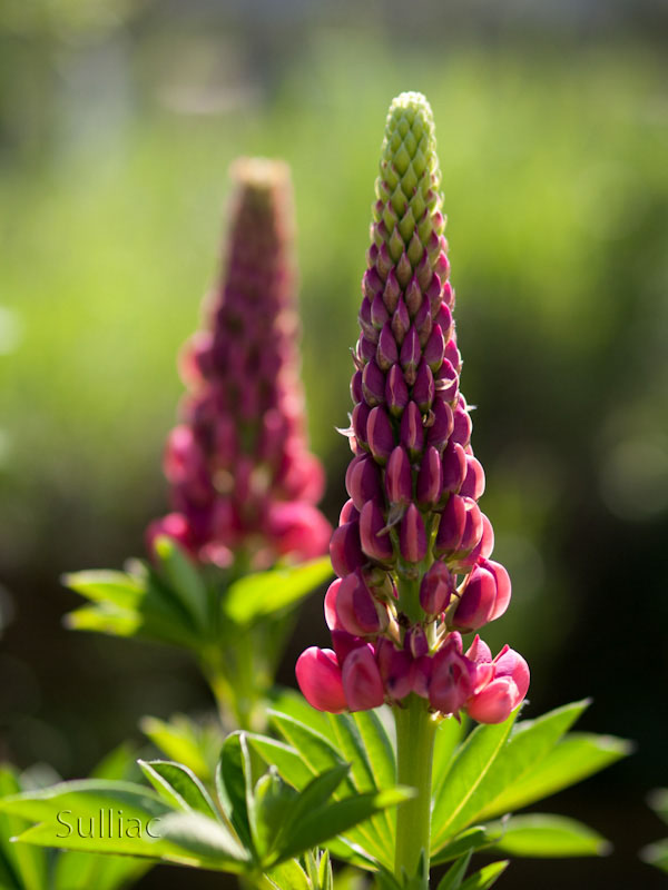 Lupins Lupin_01