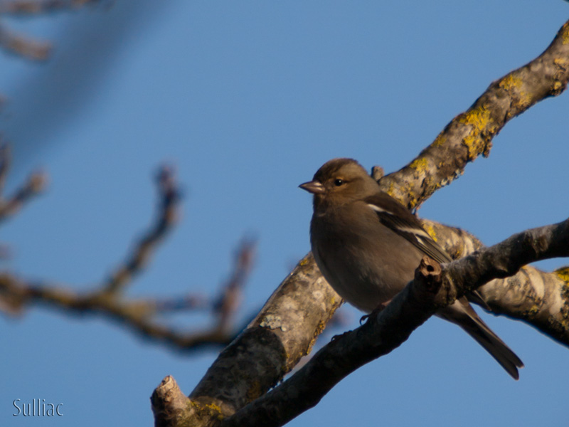 Pinson des arbres Moineau_1