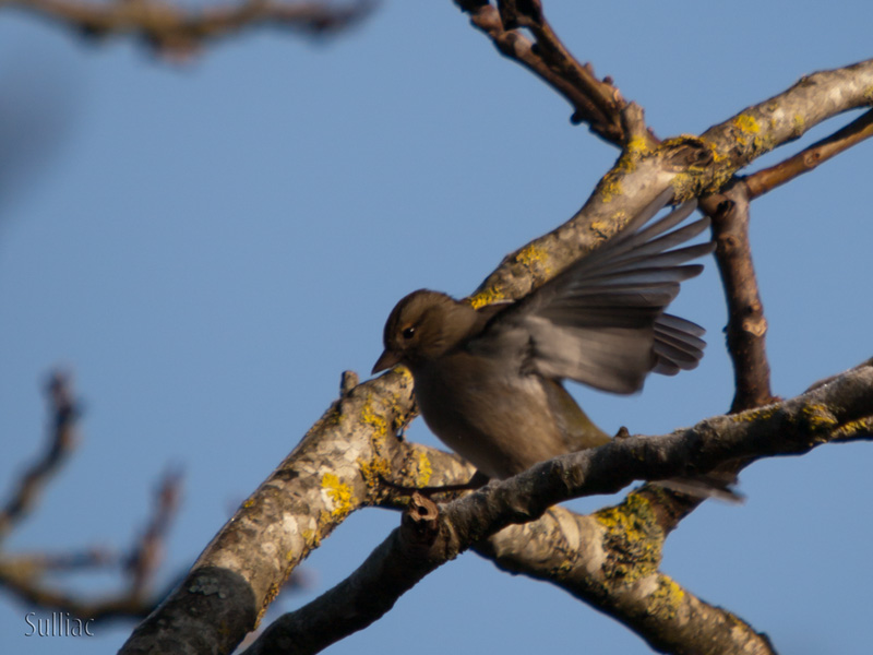 Pinson des arbres Moineau_2