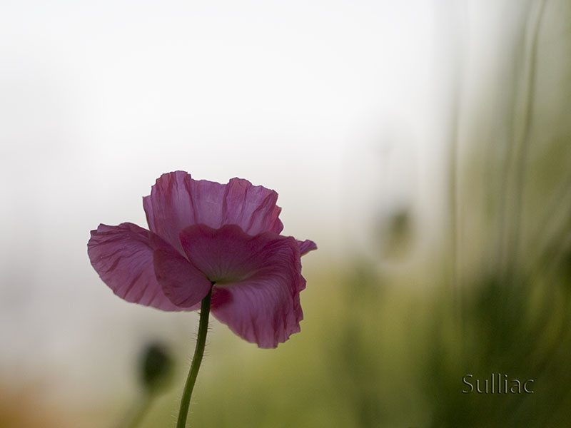 Coquelicot P7084081