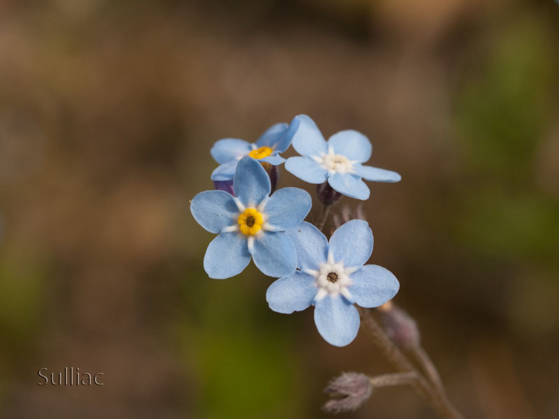 conseil Objectif Macro Test_50_01