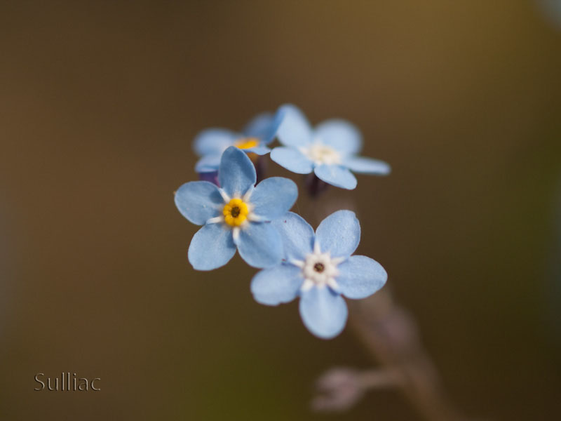 conseil Objectif Macro Test_50_02